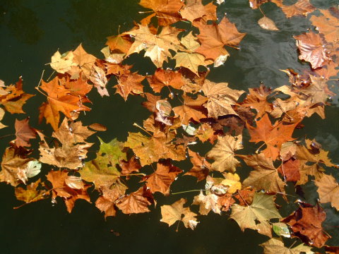 Leaves on Pond